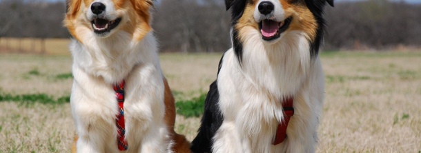 Уэльская овчарка