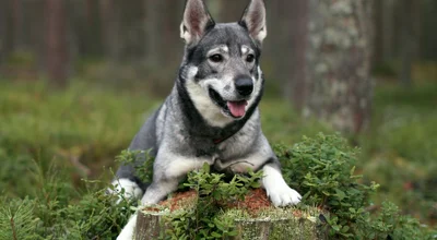 Шведский элкхаунд