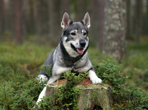 Шведський ельхаунд