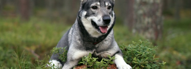 Шведский элкхаунд