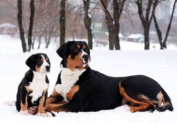 Великий швейцарський зенненхунд