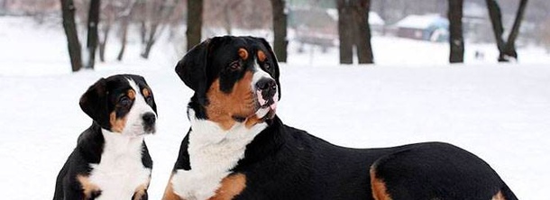 Большой швейцарский зенненхунд