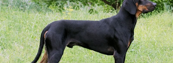 Горный гончак