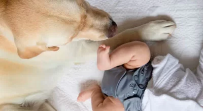 10 лучших больших пород собак для семей