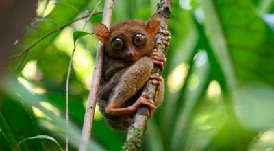 6 редчайших животных