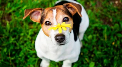 Аллергия у собак