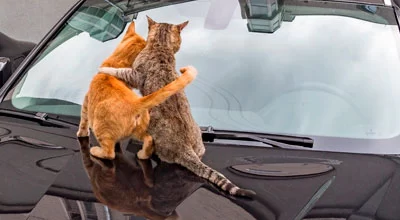 Путешествие на автомобиле с кошкой