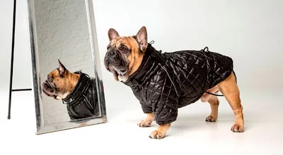 Можно ли одевать собаку?