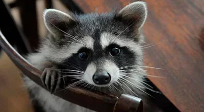 Стоит ли заводить енота в квартиру?