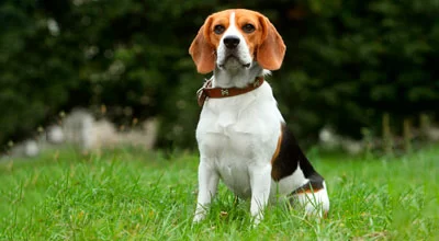 Щенки бигля: сколько они стоят и как выбрать