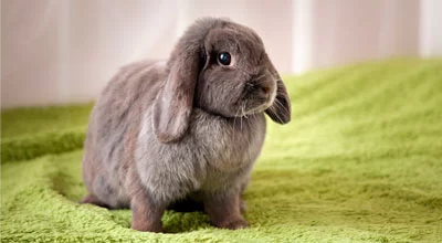 Уход за декоративным кроликом