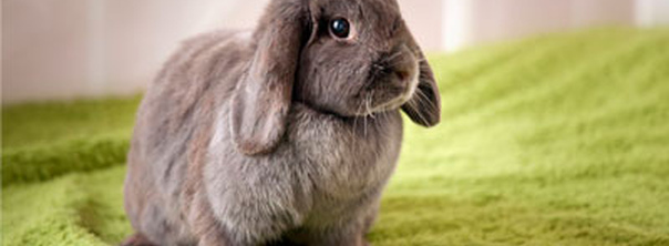 Уход за декоративным кроликом