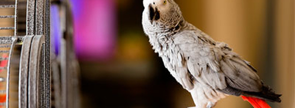 Гигиена птичьей клетки