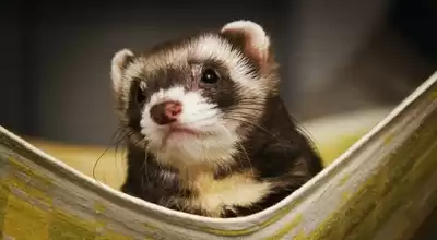 Как ухаживать за домашним хорьком