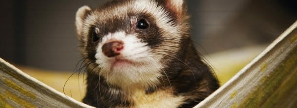 Как ухаживать за домашним хорьком