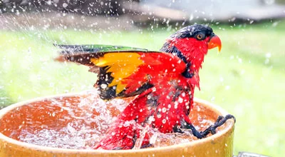 Купание птиц