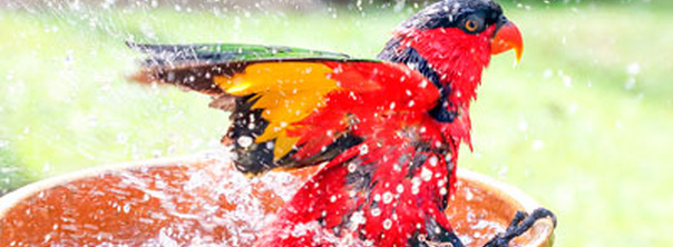 Купание птиц