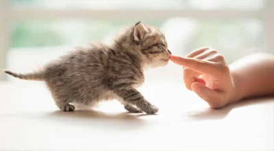 Обзор вашего нового котенка