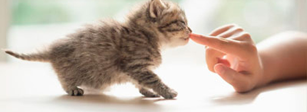 Обзор вашего нового котенка