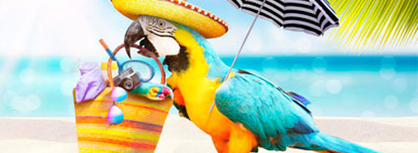 Советы по теплой погоде для экзотических питомцев