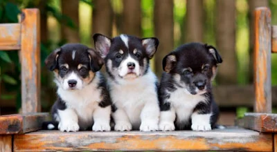 Социализация щенка и чувствительный период