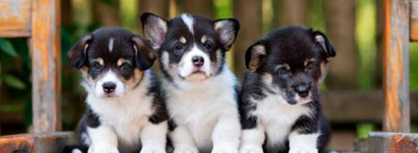 Социализация щенка и чувствительный период