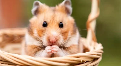 Лучшие способы сохранить вашего хомяка здоровым