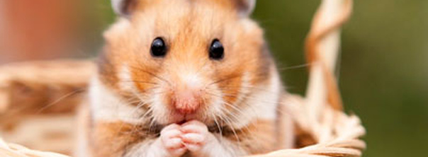 Лучшие способы сохранить вашего хомяка здоровым