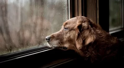 Что делать, если у любимца стресс?