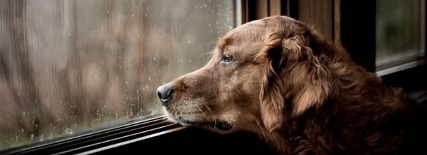 Что делать, если у любимца стресс?