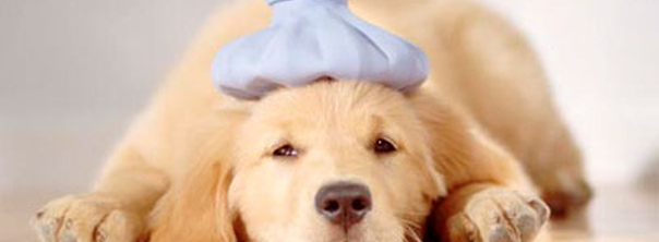 Что нужно знать, чтобы предотвратить тепловой удар у собак