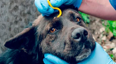 Как удалить клеща с собаки