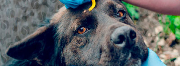 Как удалить клеща с собаки