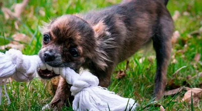 Здоровые упражнения для собак