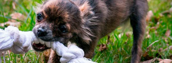 Здоровые упражнения для собак