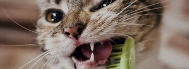 Як мені доглядати за зубами мого кота чи собаки?