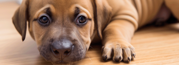 Что делать, если щенок проглотил посторонний предмет