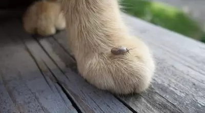 Как избавиться от клеща у кошки?