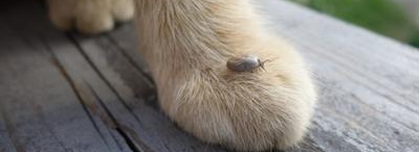 Как избавиться от клеща у кошки?