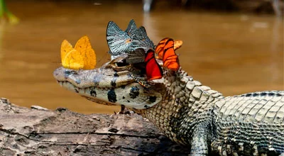 10 невероятных фактов о кайманах