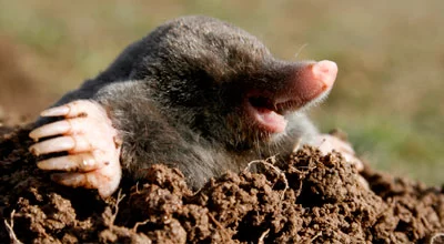 10 невероятных фактов о кротах