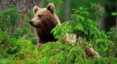 10 интересных фактов о лесных животных