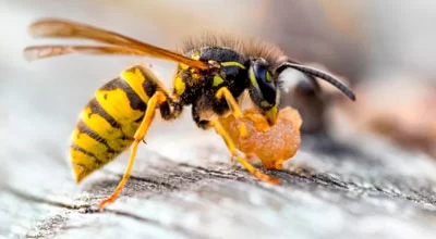 10 невероятных фактов об осе