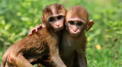 10 удивительных поведений животных