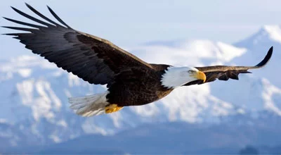 15 величественных фактов о белоголовом орлане