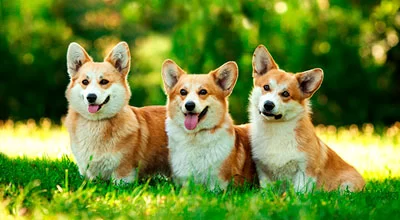 7 интересных фактов о пембрук вельш корги