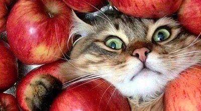 10 фруктов и овощей, которые безопасны и полезны для вашей кошки