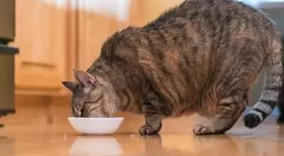 Кормление беременной кошки