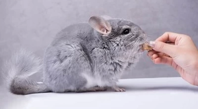 Варианты корма для шиншиллы