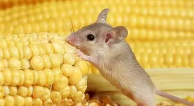 Что едят мыши?